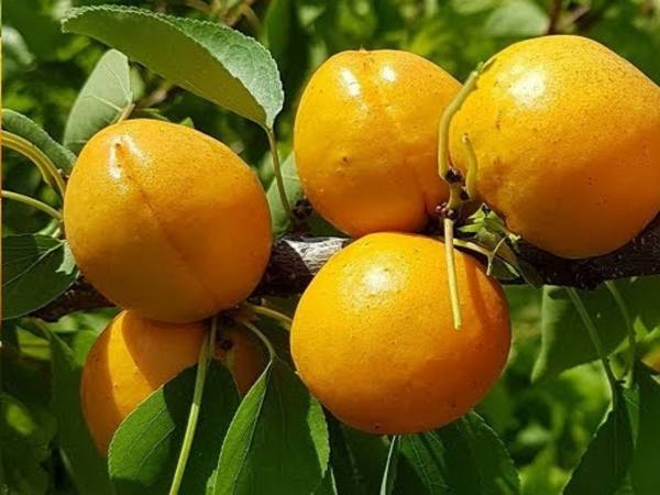 Априум (гибрид абрикоса и сливы): описание сорта, посадка и уход