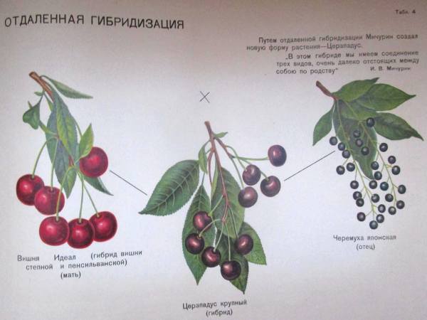 история селекции гибрида вишни и черемухи