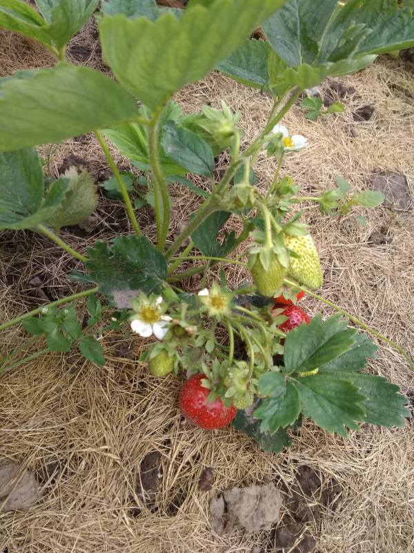 ягоды земляники и цветы после подкормки