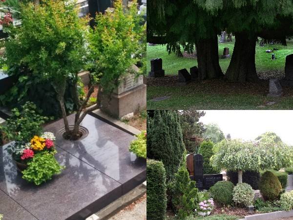 посадка дерева на могиле кладбища