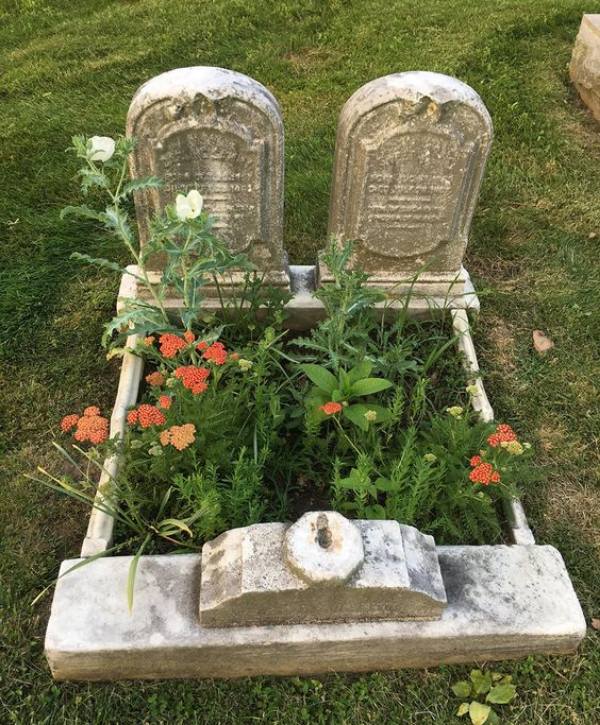 неприхотливые цветы на кладбище