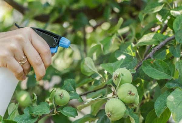 обработка яблони от парши в период плодоношения