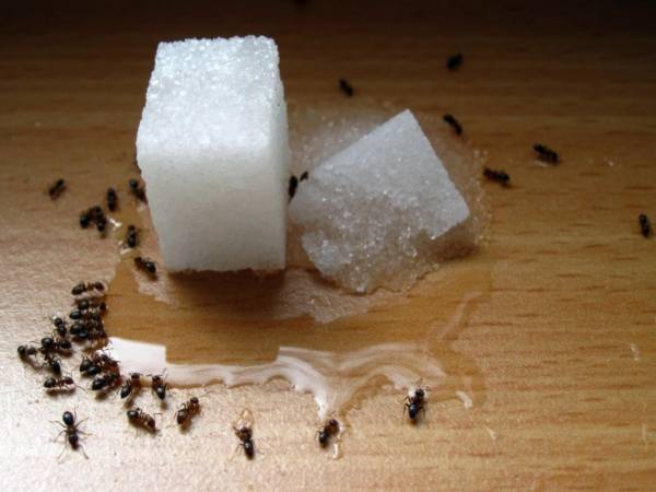 сахар с борной кислотой от муравьев в дачном доме