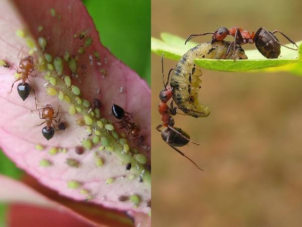 взаимоотношения муравьев с тлей и гусеницами на огороде