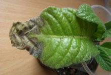 Почему сохнут листья у стрептокарпуса
