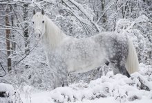 Породы лошадей которых разводят в России