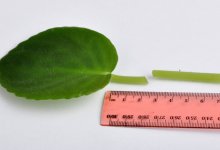 Выращивание фиалки из листочка