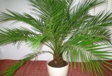 Финиковая пальма из косточки