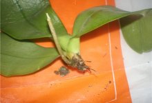 Реанимация орхидеи фаленопсис без корней