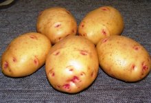 Сорт картофеля «Великан»