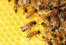 Разведение пчел в домашних условиях