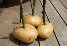 Способ выращивание розы в клубнях картошки