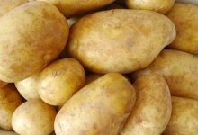 Сорт картофеля Щедрик