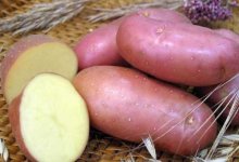 Обзор сорта картофеля Ирбитский