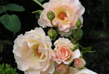 Роза рококо