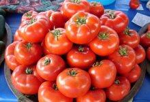 Посадка и выращивание томатов сорта Джина