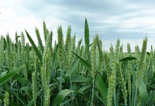Вид озимой пшеницы «Юка»