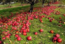 Почему опадают яблоки и как это остановить