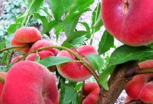 Выращивание инжирного персика