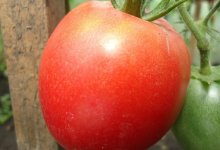 Обзор сорта томатов Настенька