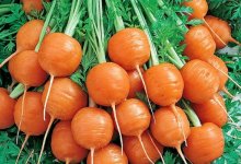 Сорт моркови Каротель