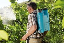Опрыскивание винограда от болезней летом