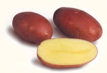Сорт картофеля «Лабелла»
