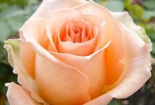 Сорт роз Версилия
