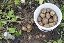 Удобрение земли после сбора картофеля