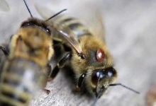 Причины гибели пчел зимой