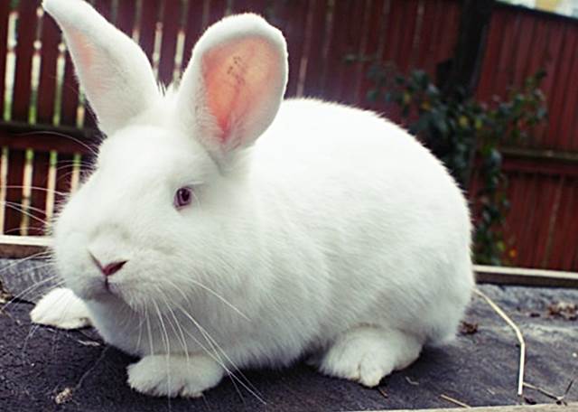 Особенности поведения кролика Новозеландского белого