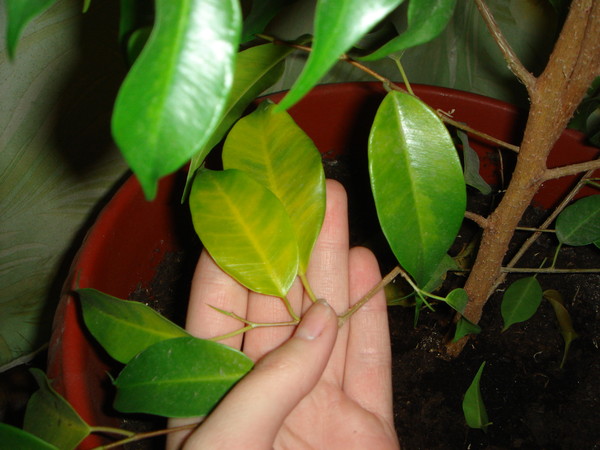 Фикус каучуконосный болезни листьев фото как лечить