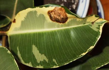 Фикус каучуконосный болезни листьев фото как лечить