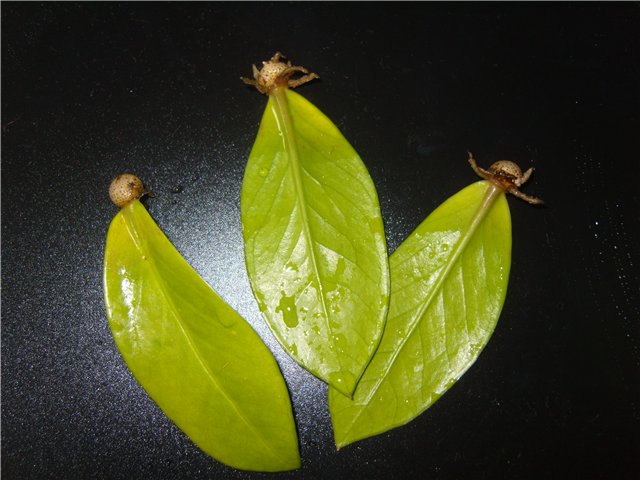 Размножение листом