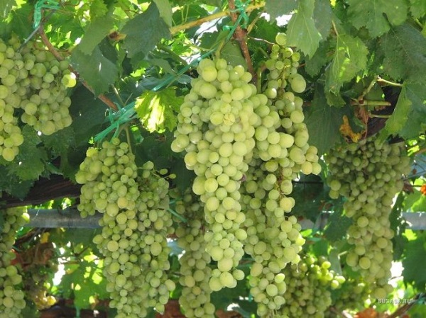 Лечение листьев винограда народными средствами