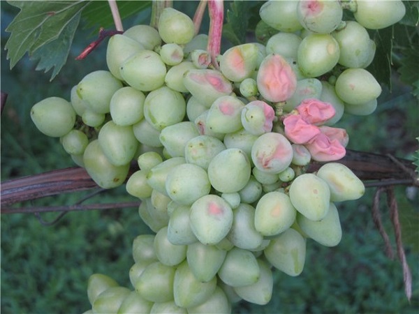 Болезнь винограда и его лечение народными средствами