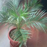 янтарная кислота для комнатной финиковой пальмы