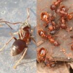 муравьи бледноногий садовый и рыжая мирмика на огороде