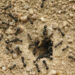 черный садовый муравей на участке